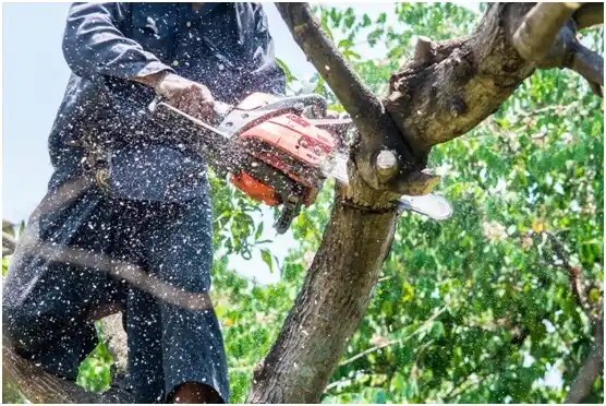 tree services Folly Beach